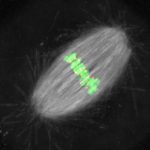 RQR-Fitzharris-chromosome