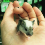 RQR_Pilon-souris