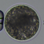 RQR_smith-Ovocyte