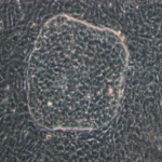 RQR_smith-image