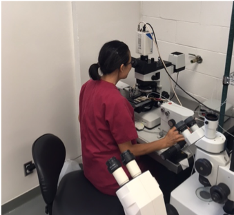 Microscope