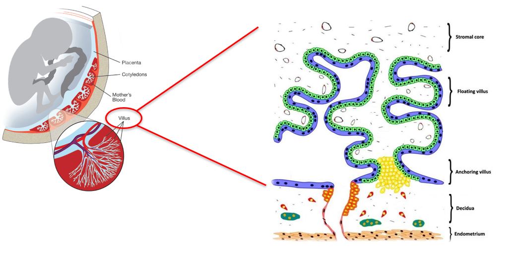 villi