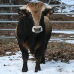 image taureau Aubrac